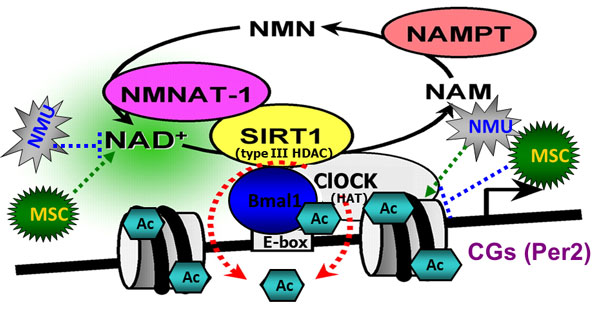 Epigenetic modulation of circadian rhythym by carcinogens and chemopreventive agents (modified from figure in J Biol Chem 2009 284: 20408-17)