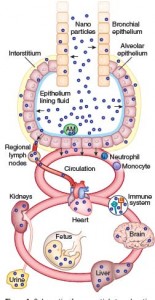 Systemic translocation inhalation particles