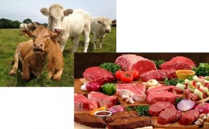 cows-meat