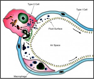 alveolus2