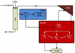 tocopherol_lipid_pathway