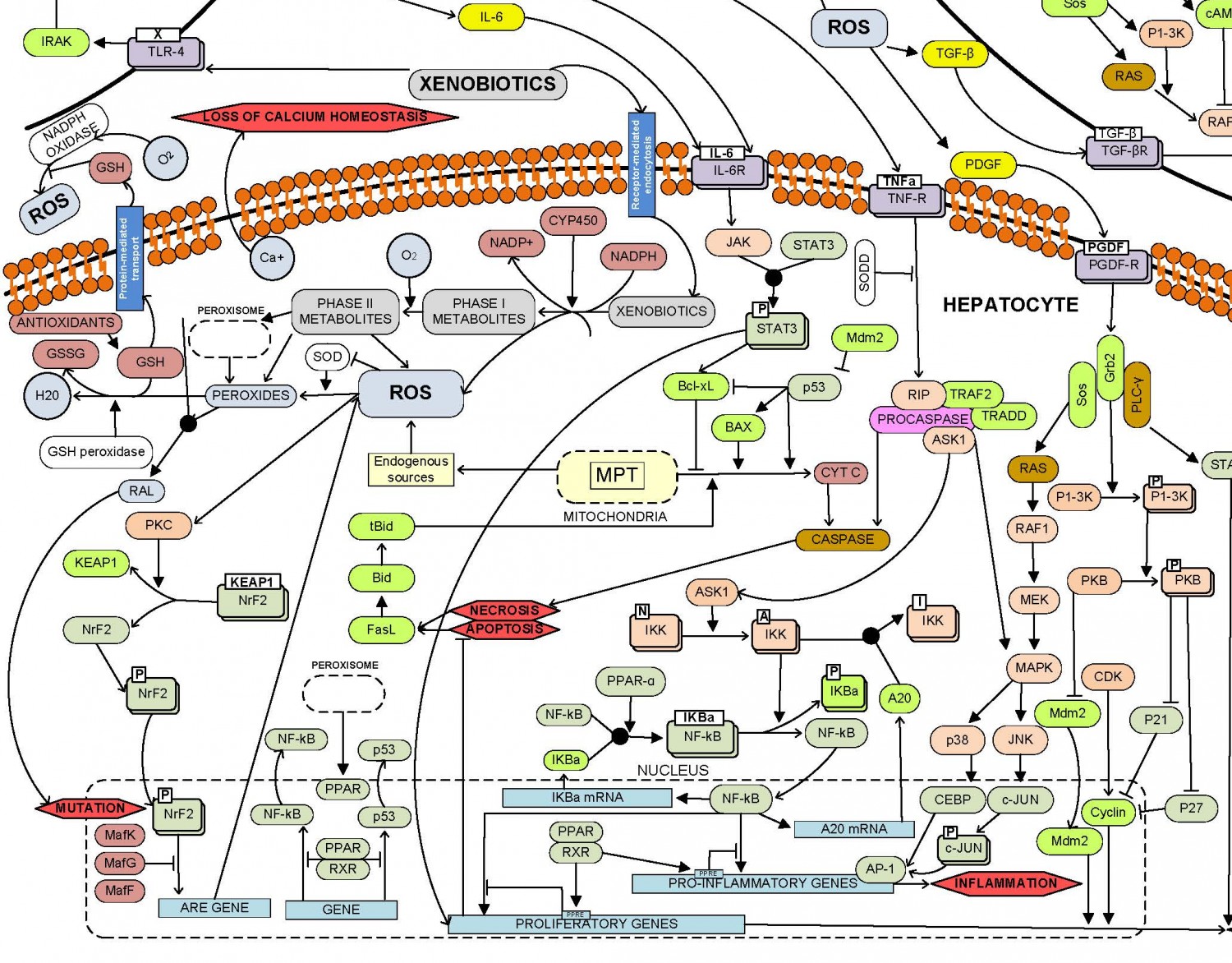 cropped-xenobiotic_pathways1.jpg